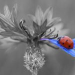 Angelobung FPÖ verzichtet auf Kornblume - Foto pixabay