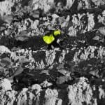 Glyphosat-Insider - Ebenso gefragt wie selten