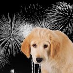 Silvester Tierquälerei - Daher Lachen statt Krachen