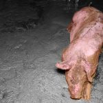 Schweinerei aufgedeckt - Foto: VGT