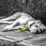 Hundekiller - fotocarton - Pixabay