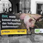 VGT - Schwein Anna gerettet - Foto FoB