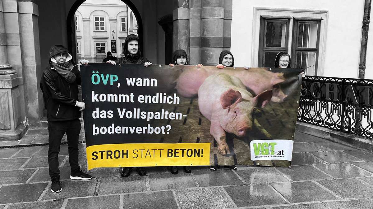 VGT - Schwein Anna gerettet - Foto FoB