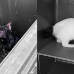 Hund und Katze - TierQuarTier Wien