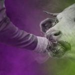Anselm - Adobe Stock - FoB Style