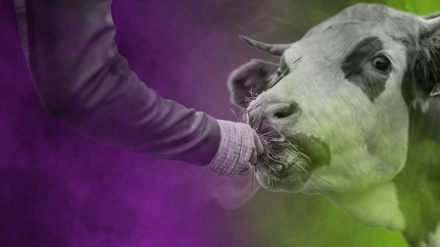 Anselm - Adobe Stock - FoB Style