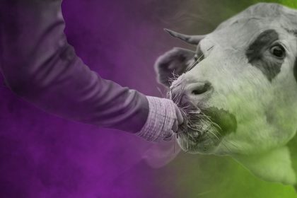 Anselm - Adobe Stock - FoB Style