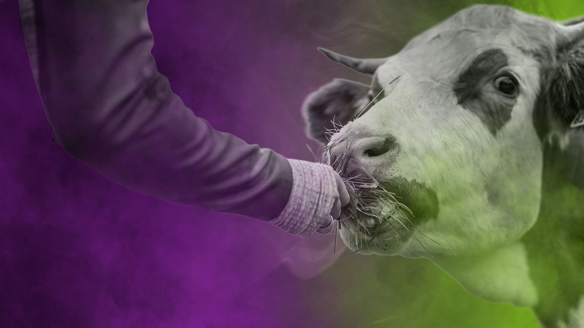 Anselm - Adobe Stock - FoB Style