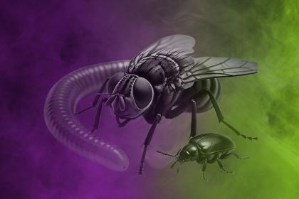 Sujetbild Insekten - Grok - FoB Style