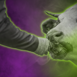 Sujetbild Kuh Landwirtschaft - Anselm - Adobe Stock - Gemini FoB AI Style