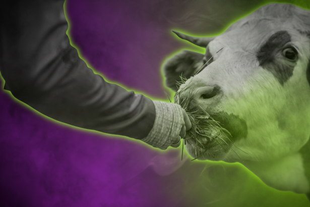 Sujetbild Kuh Landwirtschaft - Anselm - Adobe Stock - Gemini FoB AI Style