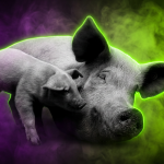 Sujetbild Schwein - PublicDomainImages - Pixabay - Runway FoB AI