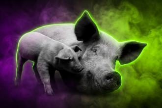 Sujetbild Schwein - PublicDomainImages - Pixabay - Runway FoB AI