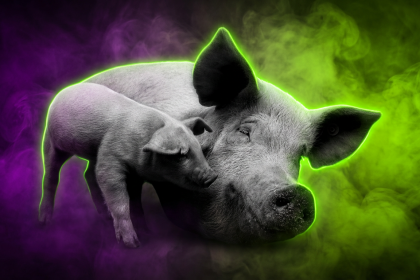 Sujetbild Schwein - PublicDomainImages - Pixabay - Runway FoB AI