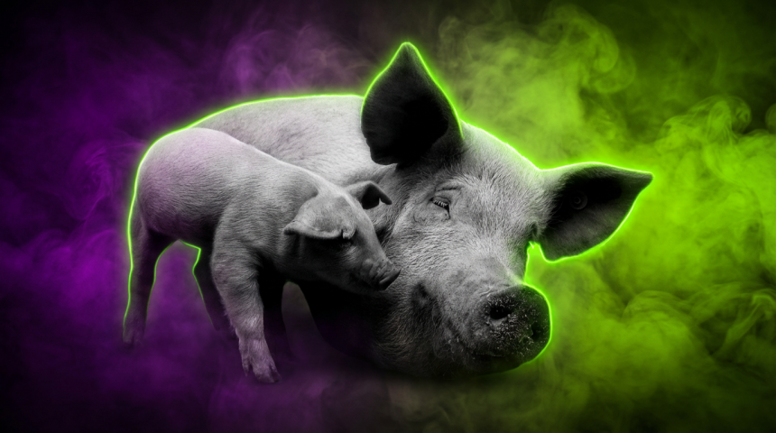 Sujetbild Schwein - PublicDomainImages - Pixabay - Runway FoB AI